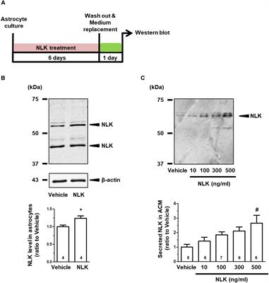 Extracellular Neuroleukin Enhances Neuroleukin Secretion From Astrocytes and Promotes Axonal Growth in vitro and in vivo